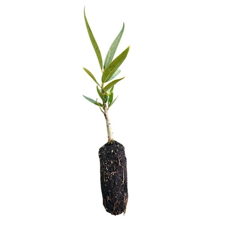 Bay Leaf Tree - California Bay Laurel | Medium Tree Seedling | The Jonsteen Company