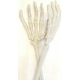 thumbnail image 3 of Skeleton Hands Salad Tongs, 3 of 3