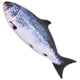 thumbnail image 1 of Almohada de peluche OPHRBU Simulation Fish de 60 cm para gatos o niños, 1 of 5