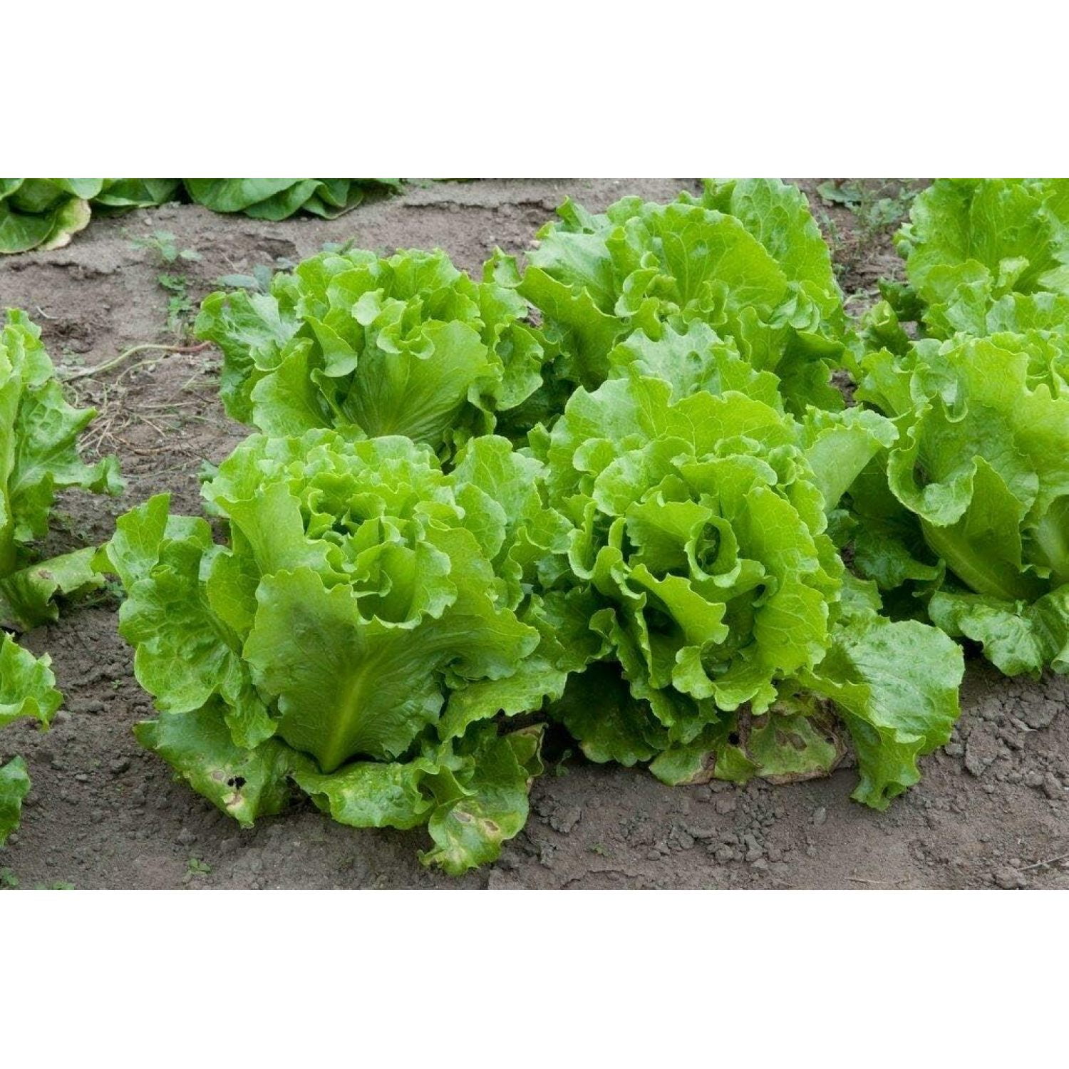 Bilot 400+ ct Lettuce (ASFP) Loose Leaf Lettuce