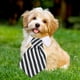 thumbnail image 4 of Corbata ajustable para perro y gato, ropa para perro y mascota, collar blanco, 4 of 5
