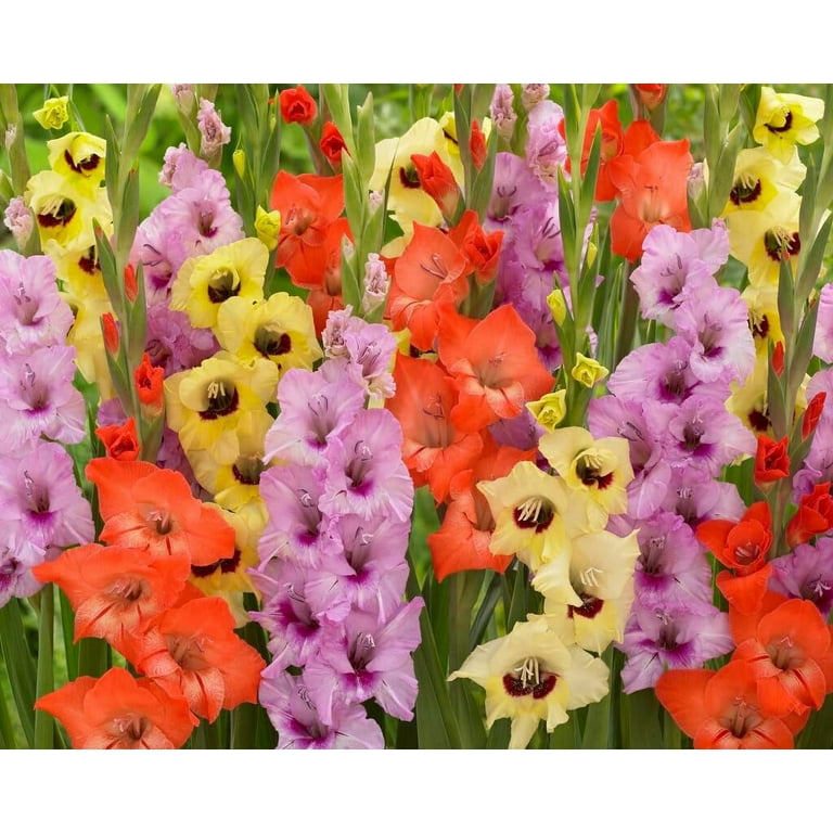 Amazon.com : 10 Gladiolus Bulbs, Mixed Colors - Sword Lily