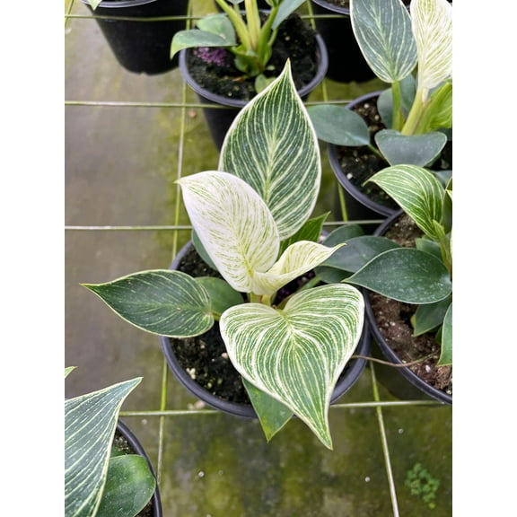 Florida House Plants White Wave Philodendron Birkin 6'' Live Plants in 6" Pots, Easy to Maintain