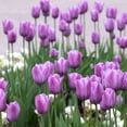 thumbnail image 3 of Spring Lavender Trophy Tulips, 10 Bulbs - Purple Flowers - Attracts Bees & Butterflies - Spring Blooming, Easy to Grow & Maintain, 3 of 6