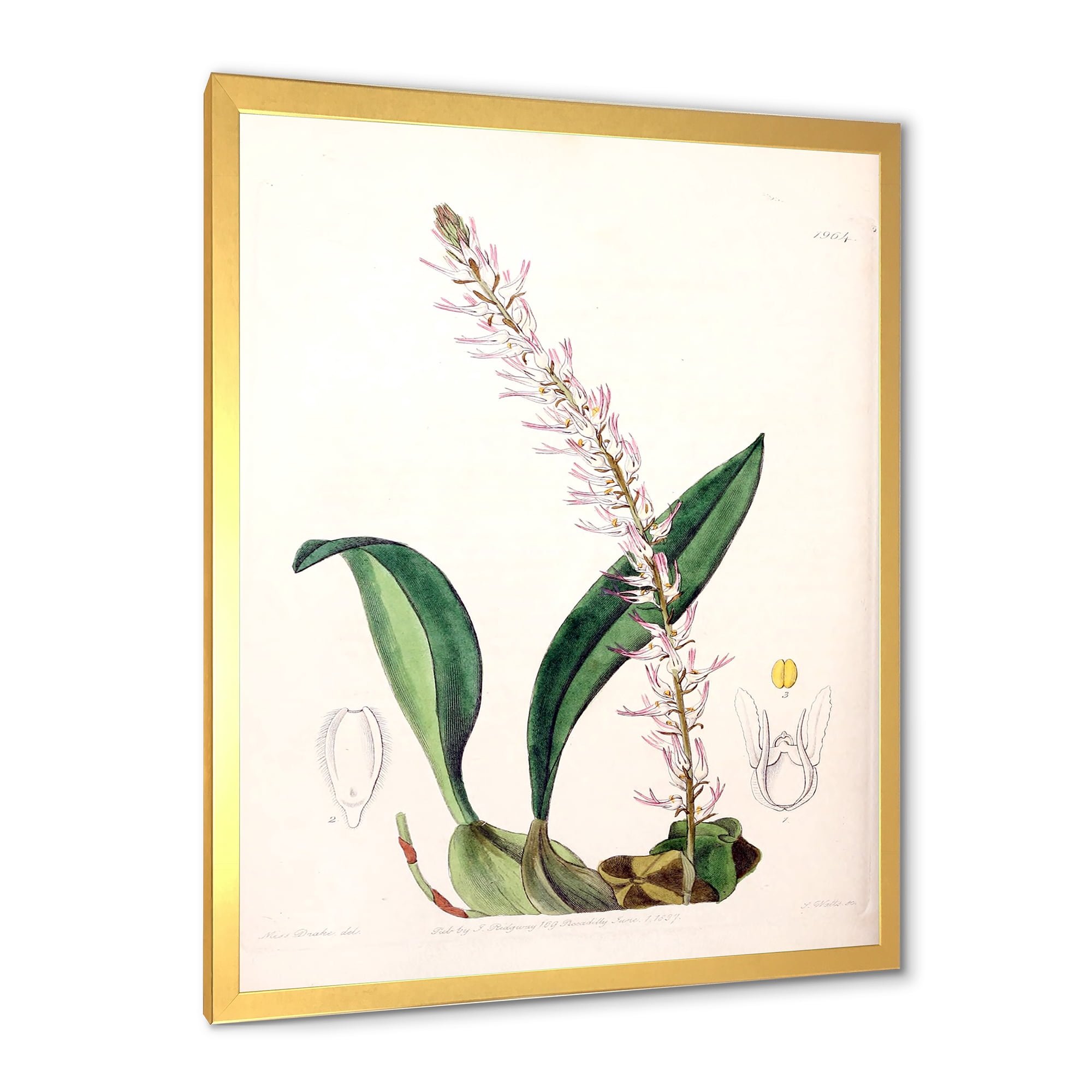Designart 'Ancient London Plants V' Traditional Framed Art Print