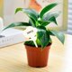 thumbnail image 3 of Paquete de 50 etiquetas para plantas Zulema Etiqueta de plantas en forma de T Flor, 3 of 8