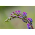 thumbnail image 2 of Jones, Adam 18x13 White Modern Wood Framed Museum Art Print Titled - Lupine flower opening up-Olympic National Park-Washington State, 2 of 4