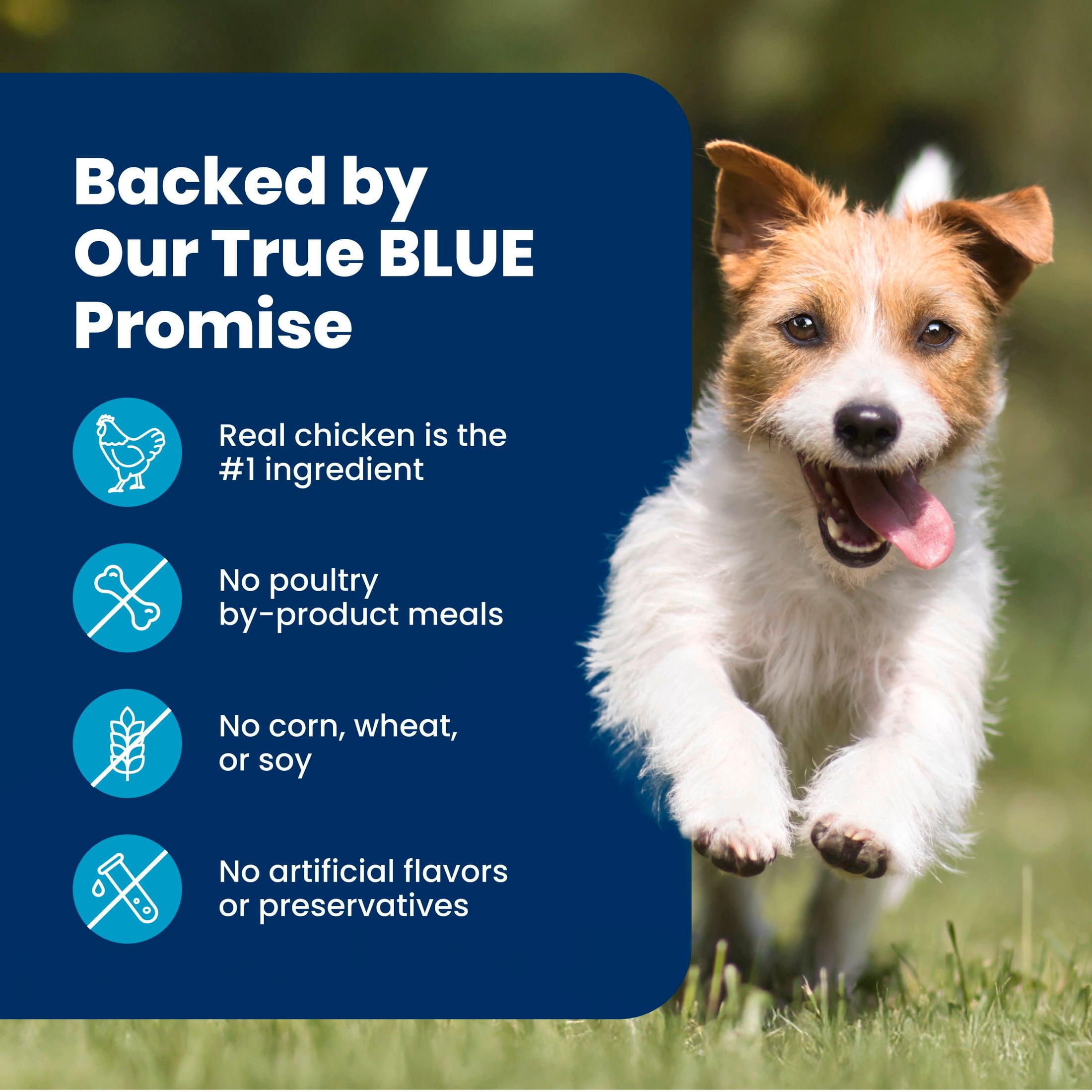 Blue Buffalo Life Protection Formula Small Breed Dry Dog Food Chicken & Brown Rice 5lb Bag
