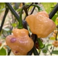 thumbnail image 2 of Pink UFO Pepper Premium Seeds Packet, 2 of 2
