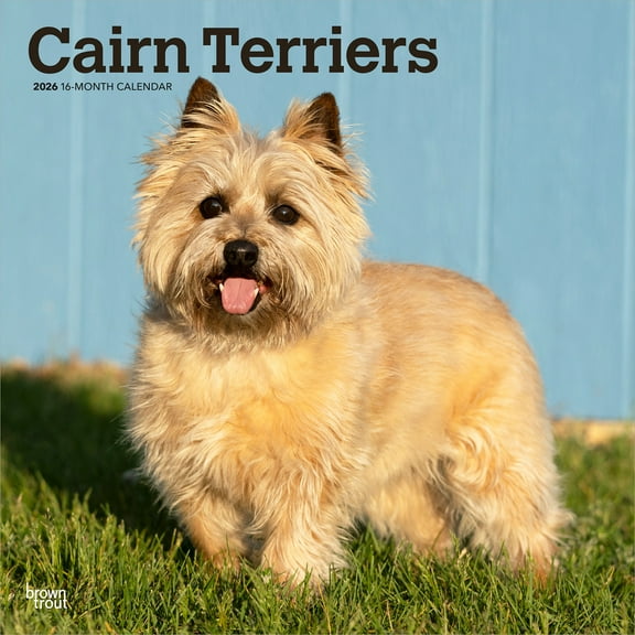 Cairn Terriers | 2026 12x24" (Hanging) Wall Calendar | Plastic-Free | BrownTrout