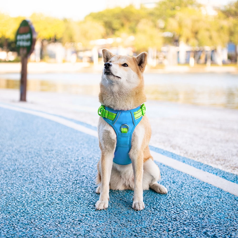 PHOEPET No Pull Dog Harness, Unique Colors Reflective Adjustable Dog Vest, with Soft Training Handle Metal Clips for Small Medium Large Dogs (Blue Base & Green Straps)