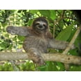 thumbnail image 2 of Three Toed Sloth Nicaragua Wall Mural by Wallmonkeys Peel and Stick Graphic (36 in W x 28 in H) WM191966, 2 of 4