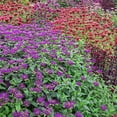 thumbnail image 4 of 1 Gal. Pot, Bee Mine Lavender Flowering Bee Balm Perennial Plant - 1 plant per offer, 4 of 5