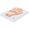 thumbnail image 5 of Axis Scientific Hand and Wrist Joint Cross Section Anatomy Model, Anatomical Replica of the Hand and Wrist, Includes Product Manual, Students Medical Professionals Professors Display, 5 of 5