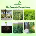 thumbnail image 2 of Outsidepride Alfalfa Forage Legume RE32Seed for Pastures Hay Livestock 10 LBS, 2 of 5