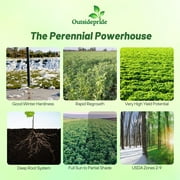 Outsidepride Alfalfa Forage Legume RE32Seed for Pastures Hay Livestock 10 LBS