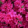 thumbnail image 4 of Azalea, Sunglow Live Shrub (2.25 Gallon), 4 of 8
