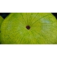 thumbnail image 5 of 50 *Seeds CHARLESTON GRAY WATERMELON Citrullus Lanatus Red Fruit Melon Seeds, 5 of 7