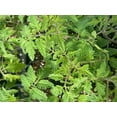 thumbnail image 4 of Snow White Cherry Tomato Plant - 2.5" Pot - Very Sweet!, 4 of 4