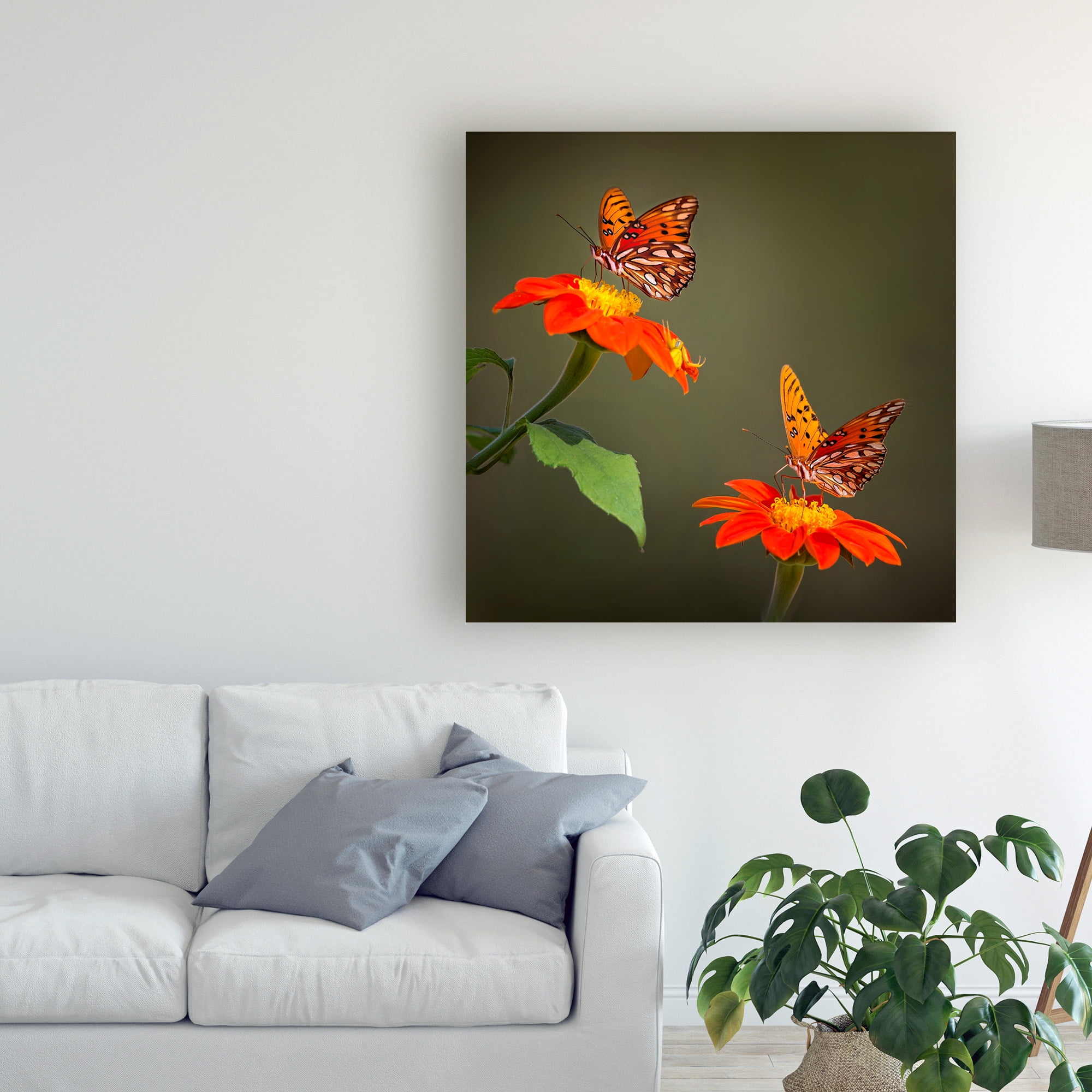 Trademark Fine Art 'Butterfly Portrait VI' Canvas Art by PHBurchett