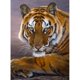 thumbnail image 1 of Pintura de diamantes (DE5202) tigre 5D DIY cuadro cuadrado mosaico de diamantes de imitación 50x70cm Hugtrwg Para estrenar, 1 of 1