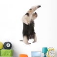 thumbnail image 1 of Collared Anteater Tamandua Tetradactyla Wall Decal by Wallmonkeys Peel and Stick Graphic (48 in H x 26 in W) WM300894, 1 of 4