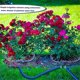 thumbnail image 4 of 360°Tree Water System Tree Root Watering Tool, Ring Circle Sprinkler Irrigation System Targeted Wate, 4 of 5