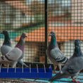 thumbnail image 4 of CTIRCHIU Plastic Feeder Designed for Pigeon Supplies with Multiple Slot Feeding Trough, 4 of 7