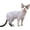 Beige, variant on GYTY Cat Clothes for Hairless Cats Sphynx Cotton Turtleneck Shirt for Small Medium Large Cornish Rex, Devon Rex, and Peterbald Kittens (Green,X-Small)