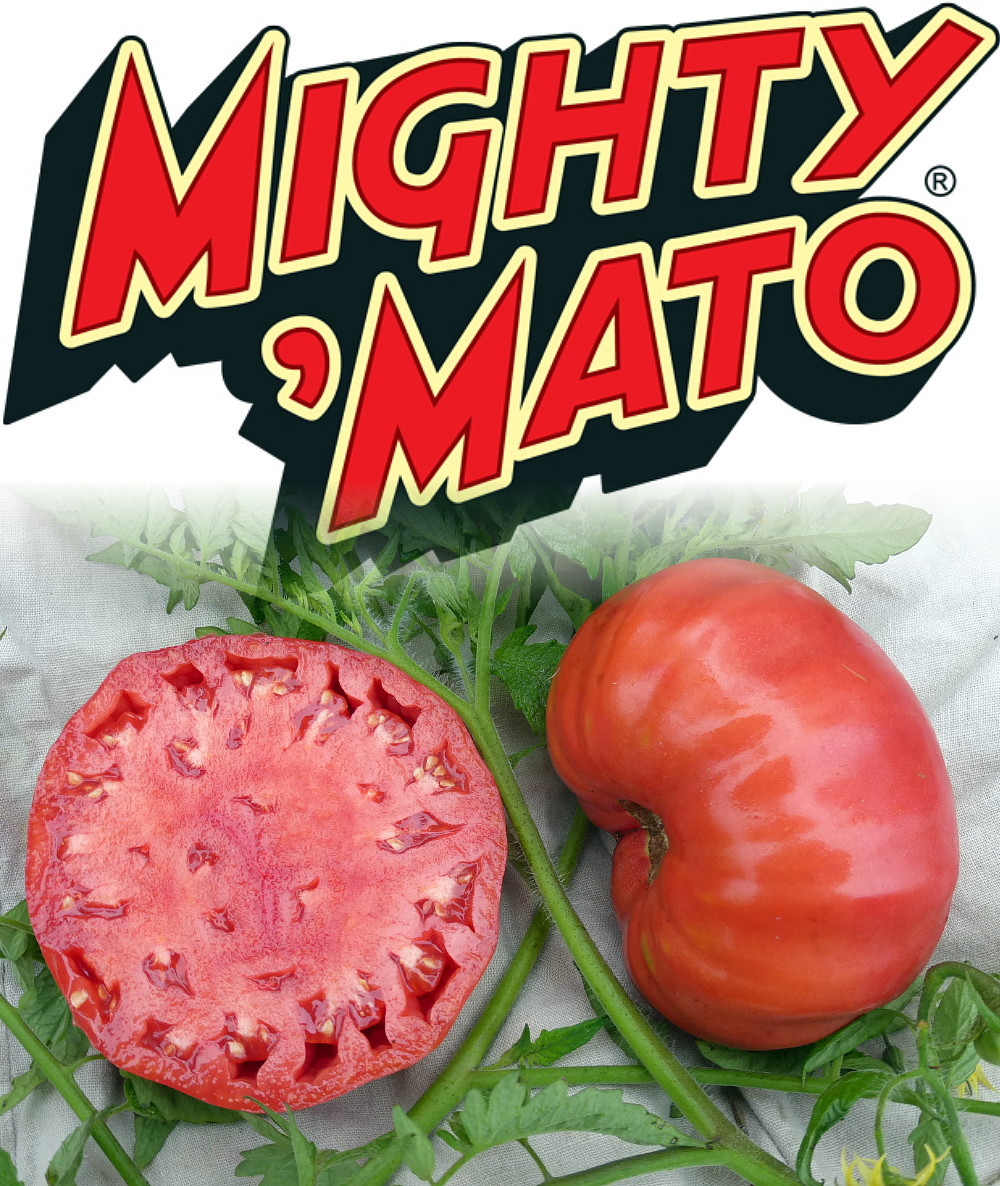 Mighty 'Mato Grafted Mortgage Lifter Tomato Plant More Fruit 4" Pot