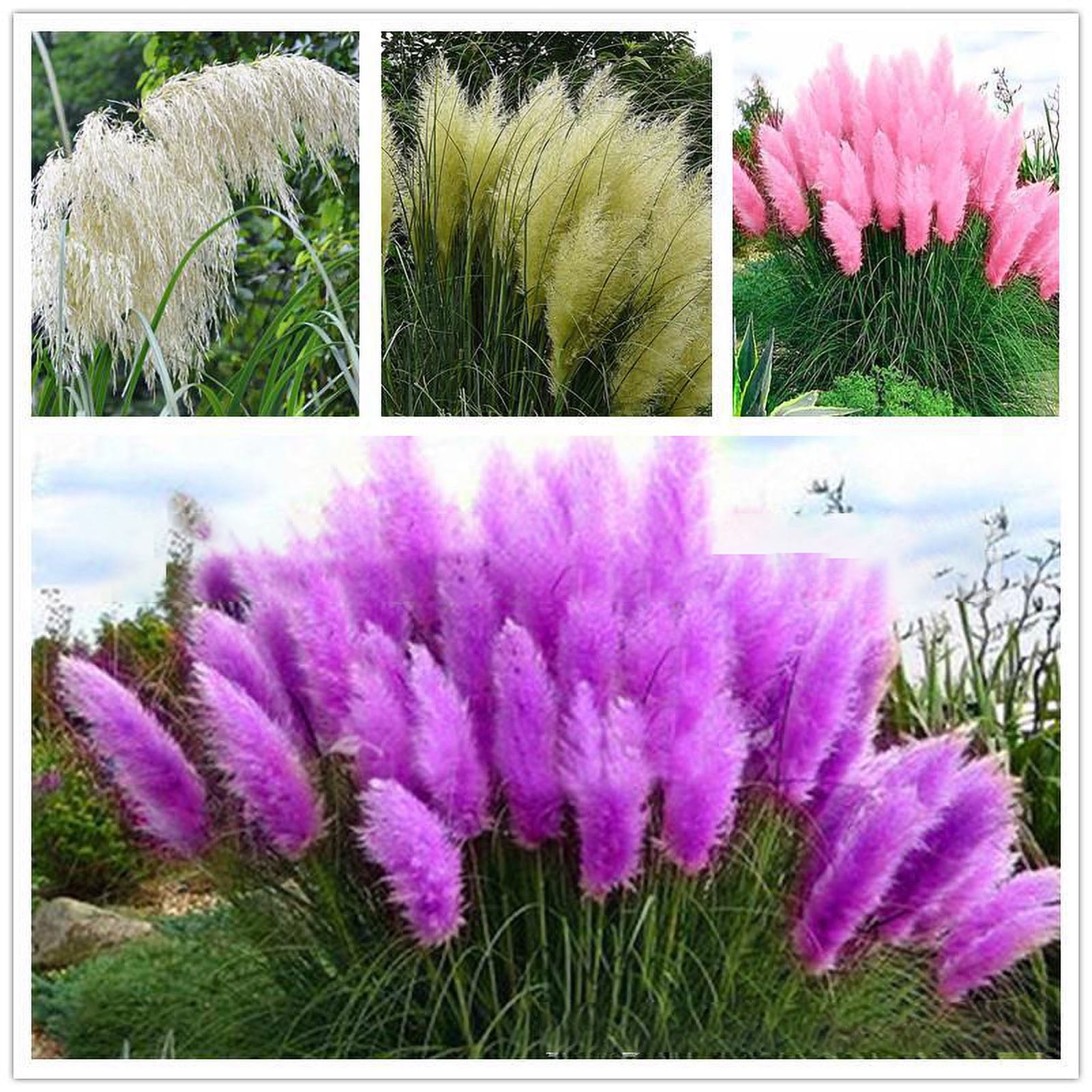 Purple pampas grass seeds cortaderia selloana sales