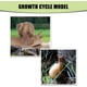 thumbnail image 3 of Modelo de ciclo de crecimiento de caracol, modelo de insecto de juguete, modelo de ciclo de vida, juguetes educativos de aprendizaje cognitivo para niños pequeños TUNC Sencillez, 3 of 5