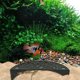 thumbnail image 1 of Shrimp Breeding Protector Aquarium Fish And Shrimp Evacuation House Shrimp Protection Device Shrimp Cave Small Fish Cave Aquarium Tank CaveFeatures: Quantity: 1pcMatter: PlasticColor:, 1 of 8