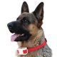 thumbnail image 3 of Collar antiladridos automático inteligente para mascotas, collar antiladridos para perros, adiestrador de perros, spray automático para detener los ladridos, 3 of 4