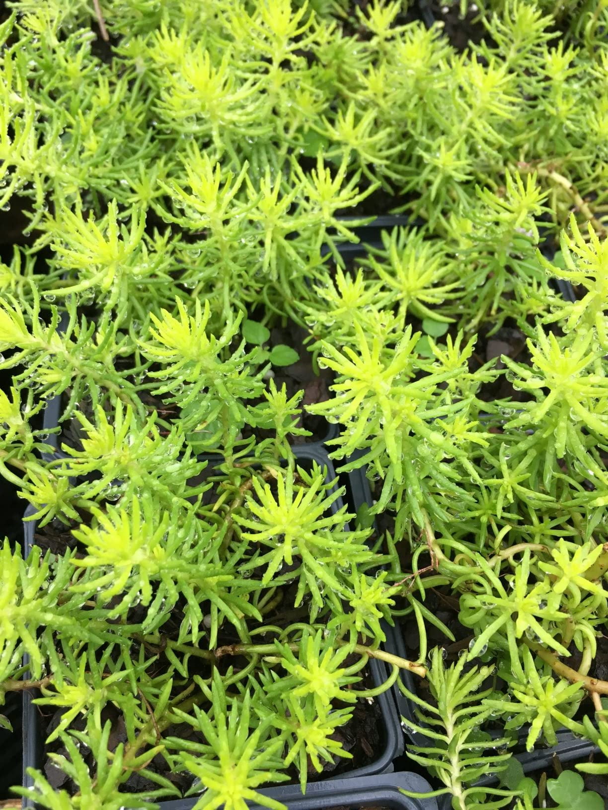 Daylily Nursery Angelina Sedum Live Plant in 4 in Containers, Drought Tolerant