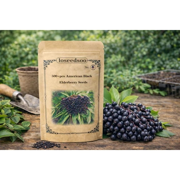 American Black Elderberry Seeds 500 for Planting – Sambucus Canadensis Berry Seeds, Non-GMO Heirloom Fruit Shrub Seeds for Garden & Outdoor Growing, loseedsoo