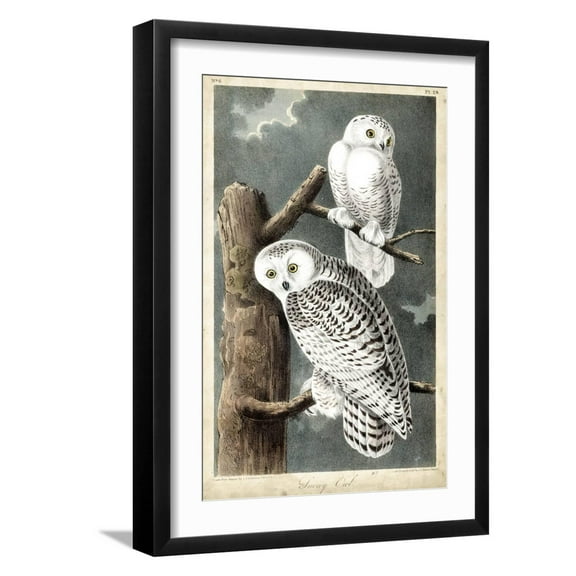Art.com Audubon's Snowy Owl Art Print by John James Audubon, Black Frame Wall Art, 17" x 23"
