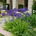 thumbnail image 4 of National Plant Network 1 gal Agapanthus Live Perennial Plant Full Sunlight with Purple Flowers, 4 of 8