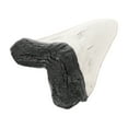 thumbnail image 4 of HOMEMAXS Giant Shark Tooth Decor 1 Set Shark Teeth Fake Model Craft Decoration Simulated Shark Teeth Decorative Craft, 4 of 9
