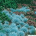 thumbnail image 3 of Elijah Blue Fescue Grass - Hardy - Festuca - Live Plalnt - Quart Pot, 3 of 3