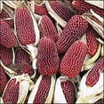 thumbnail image 5 of Strawberry Popcorn Corn Seeds - Grow Your own popcorn-Ornamental and Edible.(100 Seeds), 5 of 5
