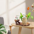 thumbnail image 4 of fsxdhpcsgfc 10ml Brazilian Wood 2025 New Fortune Brazil Wood Potted Brazilian Wood Hydroponic Brazilian Wood Mini Brazil Wood For Desktop Decoration With Tray Random Ornament Assortment Fancy, 4 of 7