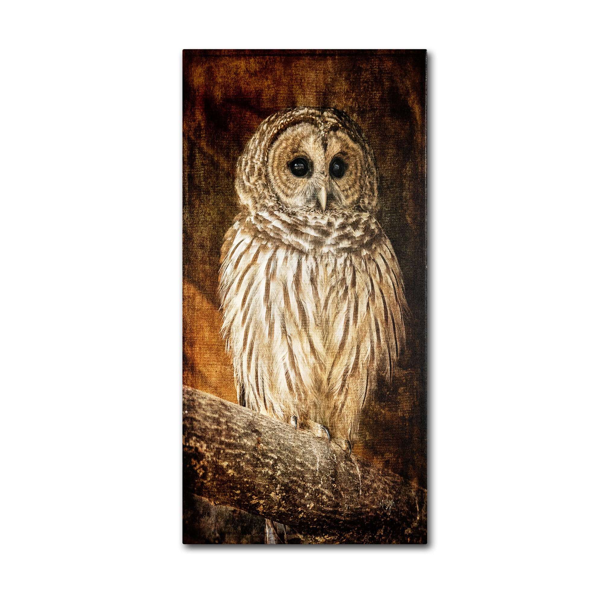 Trademark Fine Art "Wisdom" Canvas Art by Lois Bryan