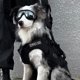 thumbnail image 4 of Phenofice 2Ud Arnés Con Parche Bordado Para Perro Con Ajuste Cómodo Para Entrenamiento Y Paseos, 4 of 6