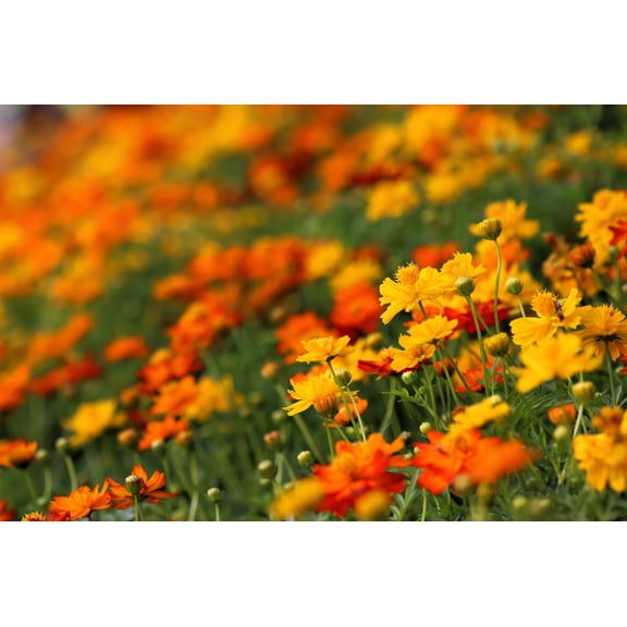 300 BRIGHT LIGHTS COSMOS Mix Mixed Colors Red Orange Yel Bipinnatus Flower Seeds