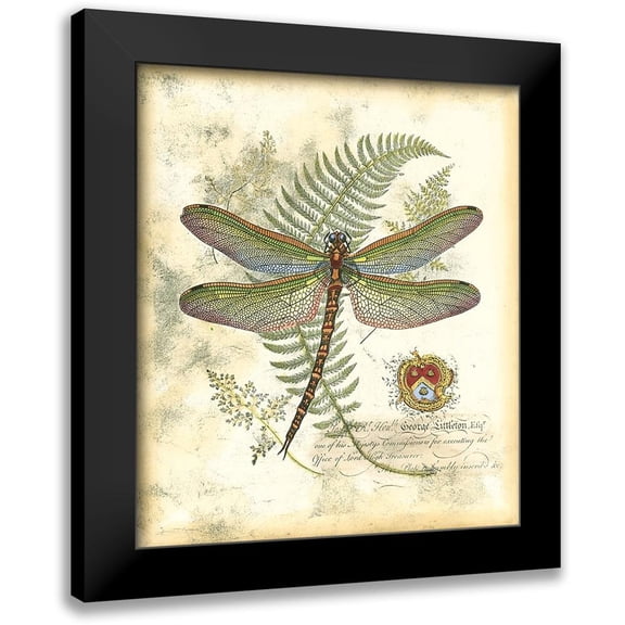 Vision Studio 12x13 Black Modern Framed Museum Art Print Titled - Mini Regal Dragonfly I