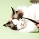 thumbnail image 4 of Herramienta limpia para el cuidado de mascotas, cepillo para rasgar, mango cómodo, herramienta suave para el cuidado de perros, fácil de usar, pelo suave y fino, fácil de limpiar, 4 of 5