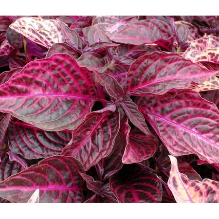 Painted Bloodleaf Plant Iresine Herbstii 6 Pot Indoors Or Out