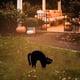 thumbnail image 3 of Ndcxsfigh Estaca Jardín Black Cat Al para Garden Yard Farm (25x22.5cm Metal A), 3 of 5