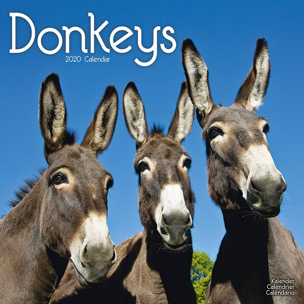 Donkeys Wall Calendar 2020 by Avonside